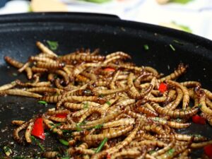 Framtidens bransch – insekter som mat och foder