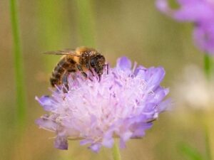 Nordiska bin – en resurs för framtiden